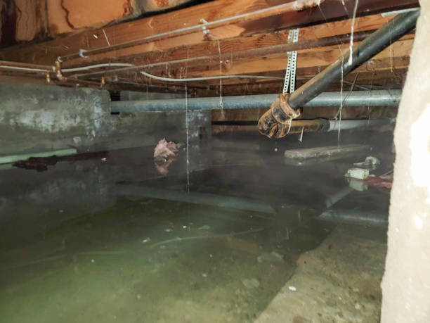 Best 24/7 water damage repair  in Federalsburg, MD