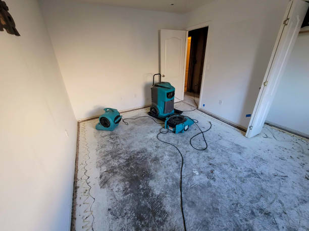 Best Mold removal after water damage  in Federalsburg, MD
