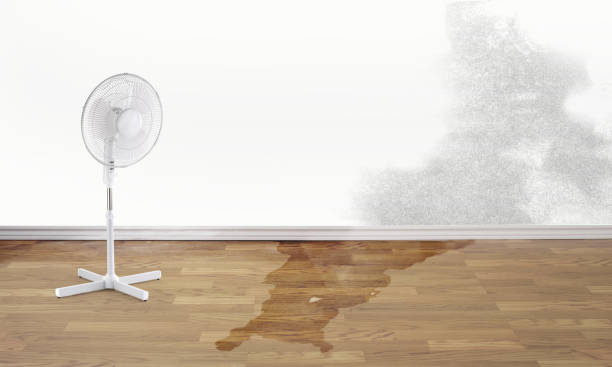 Best Water damage cleanup near me  in Federalsburg, MD