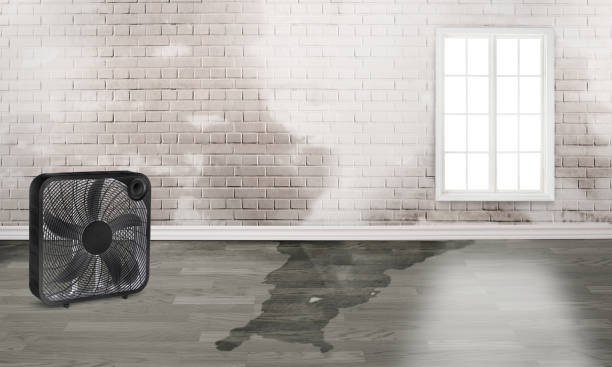 Best Water damage restoration experts  in Federalsburg, MD