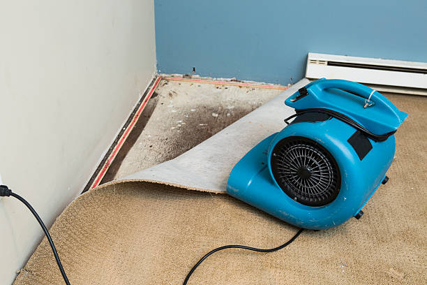 Best Water damage restoration near me  in Federalsburg, MD